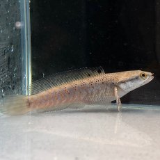 画像1: チャンナプルクラ　5cm±　１匹 (1)