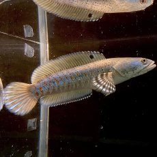 画像1: チャンナプルクラ　18cm＋　１匹 (1)