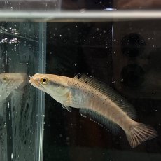 画像3: チャンナプルクラ　5cm±　１匹 (3)