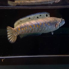 画像3: チャンナプルクラ　18cm＋　１匹 (3)