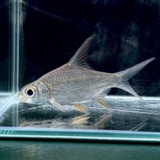 画像2: スーパーハイフィンバルブ　8cm±　1匹 (2)