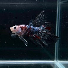 画像5: お任せ　ハーフムーンマルチカラー　Mサイズ　1匹 (5)