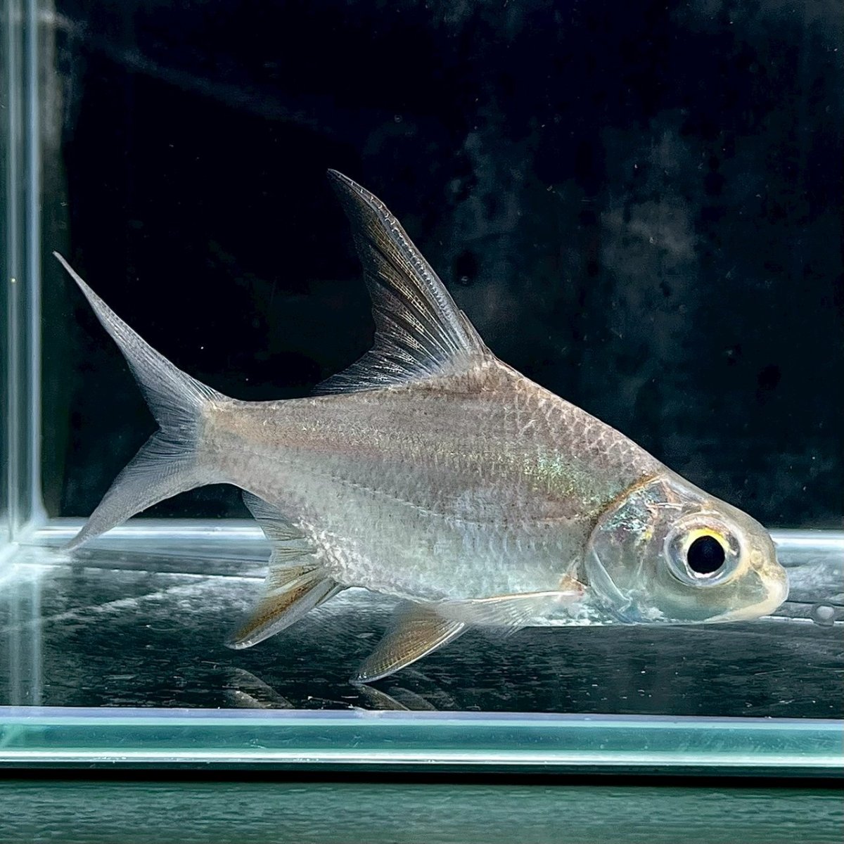 画像1: スーパーハイフィンバルブ　8cm±　1匹 (1)