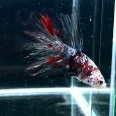 画像4: お任せ　ハーフムーンマルチカラー　Mサイズ　1匹 (4)