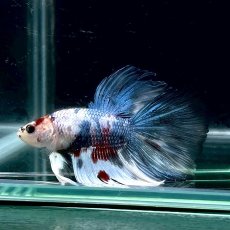 画像1: お任せ　ハーフムーンマルチカラー　Mサイズ　1匹 (1)