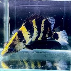 画像1: 【死着保証あり】ニューギニアダトニオ　15cm±　1匹 (1)