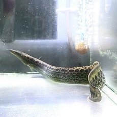 画像1: マスタセンベルス・マキュラトゥス　40cm±　1匹 (1)
