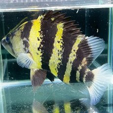 画像2: 【死着保証あり】ニューギニアダトニオ　15cm±　1匹 (2)