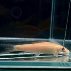 画像1: アルビノゴールデンアルジイーター　4cm±　5匹 (1)