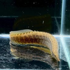 画像2: バンデッドスパイニーイール　10cm±　1匹 (2)