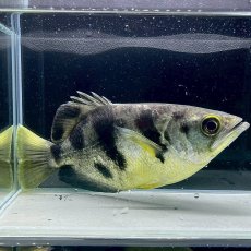 画像1: バンテッドアーチャーフィッシュ　15cm±　1匹 (1)