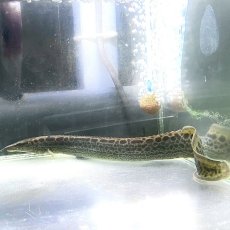 画像4: マスタセンベルス・マキュラトゥス　40cm±　1匹 (4)