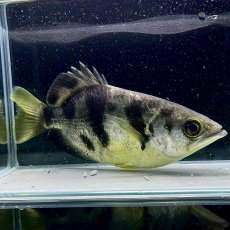 画像3: バンテッドアーチャーフィッシュ　15cm±　1匹 (3)