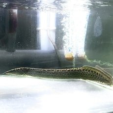 画像3: マスタセンベルス・マキュラトゥス　40cm±　1匹 (3)