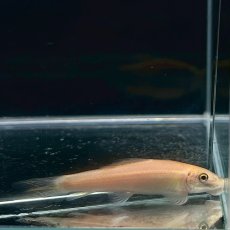 画像2: アルビノゴールデンアルジイーター　4cm±　5匹 (2)