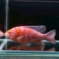 画像1: アルビノOBピーコックシクリッド　6cm±　1匹 (1)