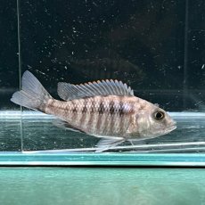 画像2: アウロノカラスチュアートグランディ 　5cm±　3匹 (2)