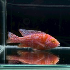 画像3: アルビノOBピーコックシクリッド　6cm±　1匹 (3)