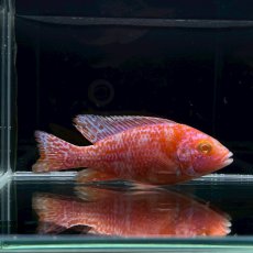 画像2: アルビノOBピーコックシクリッド　6cm±　1匹 (2)