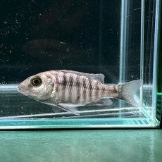 画像1: アウロノカラスチュアートグランディ 　5cm±　3匹 (1)