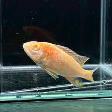 画像3: アルビノピーコックシクリッド　4cm±　3匹 (3)