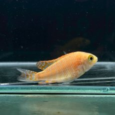 画像2: ピンクピーコックシクリッド　4cm±　3匹 (2)