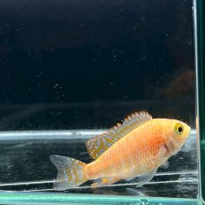 画像4: ピンクピーコックシクリッド　4cm±　3匹 (4)