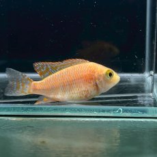 画像3: ピンクピーコックシクリッド　4cm±　3匹 (3)