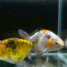 画像3: キャリコらんちゅうお任せ　7cm±　1匹　※カラー指定不可 (3)