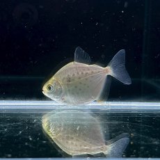 画像2: メチニス　3cm±　3匹 (2)
