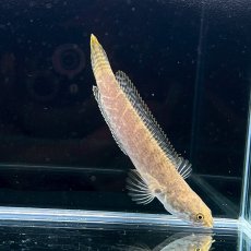 画像2: チャンナ・リムバータ　ラウ　5cm±　1匹 (2)