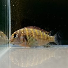 画像1: トロフェウス　モーリー　モリロ　4cm±　1匹 (1)