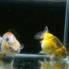 画像4: キャリコらんちゅうお任せ　7cm±　1匹　※カラー指定不可 (4)