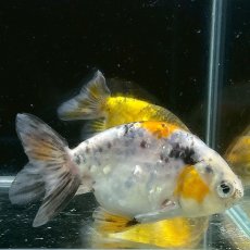 画像1: キャリコらんちゅうお任せ　7cm±　1匹　※カラー指定不可 (1)