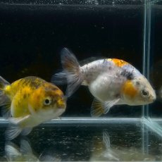 画像2: キャリコらんちゅうお任せ　7cm±　1匹　※カラー指定不可 (2)