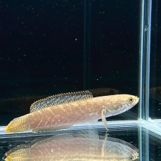 画像1: チャンナ・リムバータ　ラウ　5cm±　1匹 (1)