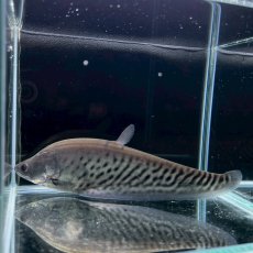 画像3: 【死着保証あり】ロイヤルナイフフィッシュ　15cm±　１匹 (3)
