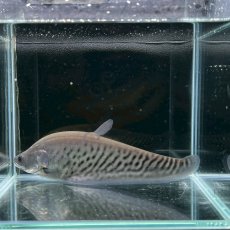 画像1: 【死着保証あり】ロイヤルナイフフィッシュ　15cm±　１匹 (1)