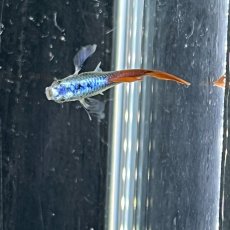 画像1: プラチナンレッドテールダンボイヤーグッピー　オス♂　Mサイズ (1)