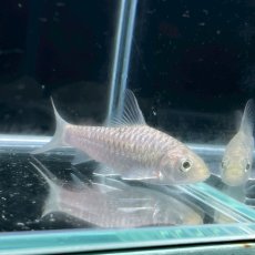 画像3: ゴールデンマハシール　7cm±　1匹 (3)