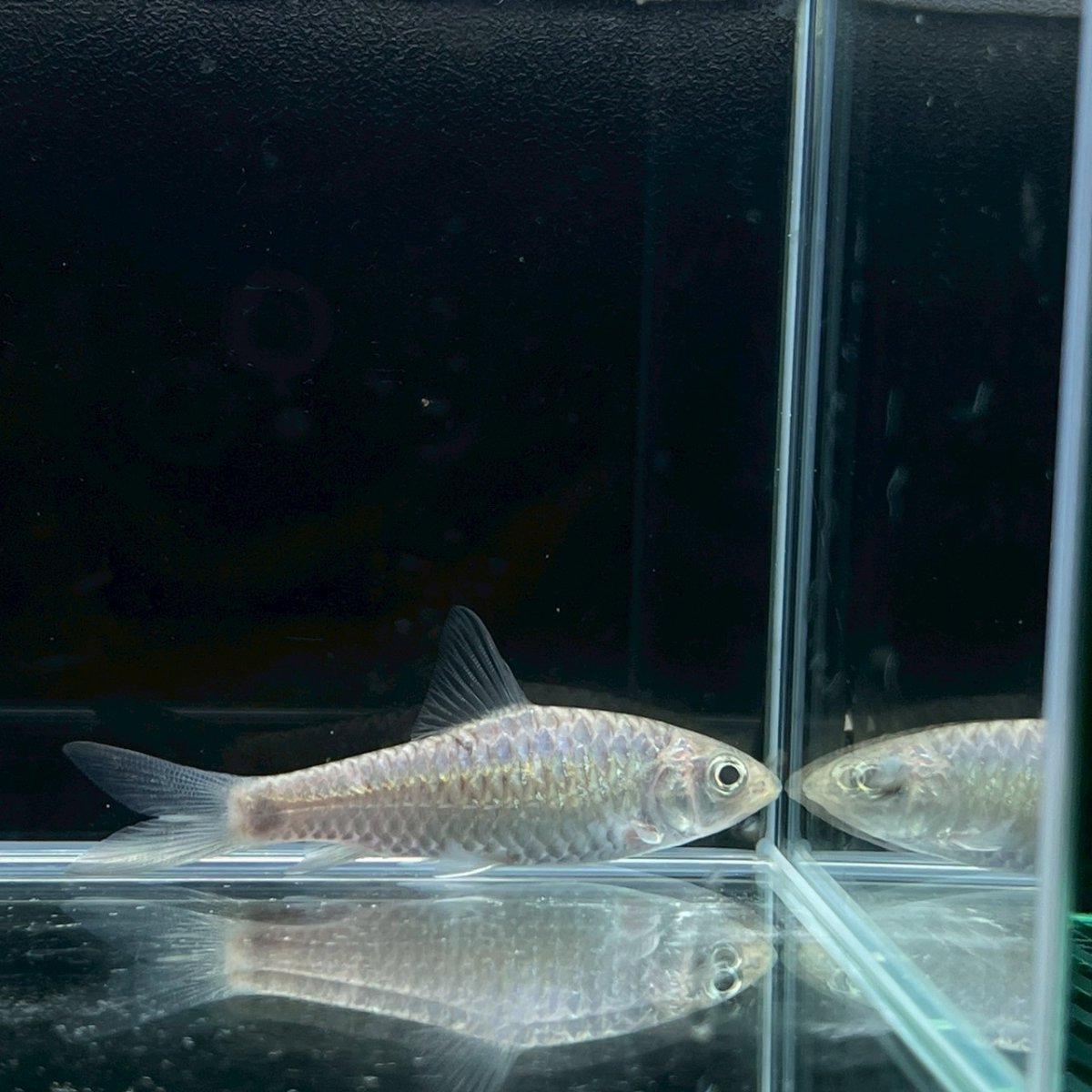 画像1: ゴールデンマハシール　7cm±　1匹 (1)