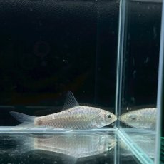 画像1: ゴールデンマハシール　7cm±　1匹 (1)