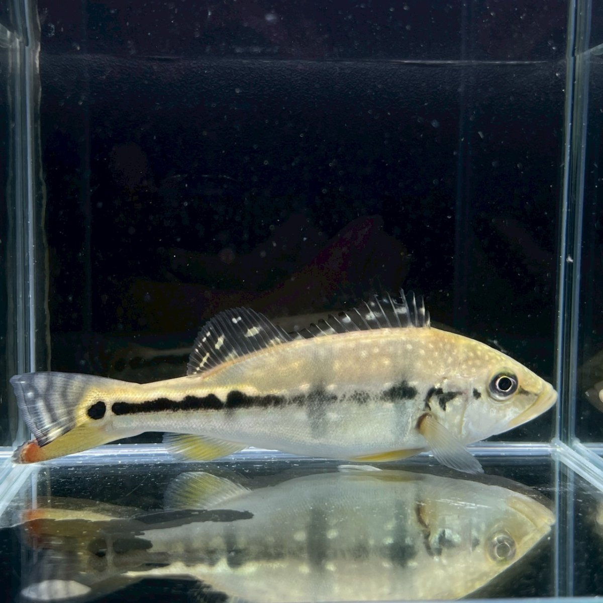 画像1: キクラ・ピクティ　15cm＋　1匹 (1)