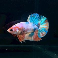 画像3: (1)現物写真　プラカット　マルチカラー　ベタ　Mサイズ　1匹　写真の個体が届きます (3)