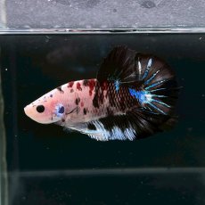 画像5: (2)現物写真　プラカット　マルチカラー　ベタ　Mサイズ　1匹　写真の個体が届きます (5)