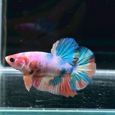 画像1: (1)現物写真　プラカット　マルチカラー　ベタ　Mサイズ　1匹　写真の個体が届きます (1)