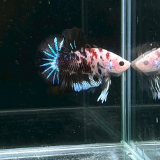 画像1: (2)現物写真　プラカット　マルチカラー　ベタ　Mサイズ　1匹　写真の個体が届きます (1)