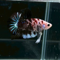 画像4: (2)現物写真　プラカット　マルチカラー　ベタ　Mサイズ　1匹　写真の個体が届きます (4)