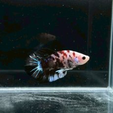 画像3: (2)現物写真　プラカット　マルチカラー　ベタ　Mサイズ　1匹　写真の個体が届きます (3)