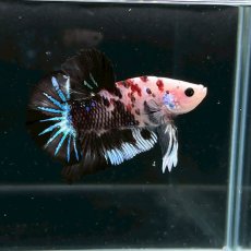 画像2: (2)現物写真　プラカット　マルチカラー　ベタ　Mサイズ　1匹　写真の個体が届きます (2)
